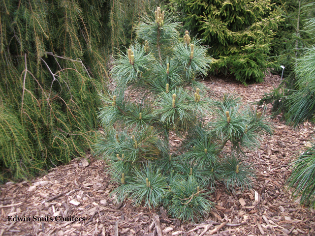 Pinus koraiensis x Pinus pumila 'Winton'